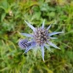 Eryngium bourgatii flower picture by marie lacharme (cc-by-sa)