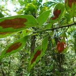 Nematanthus fritschii fruit picture by Renato Lima (cc-by-nc-sa)