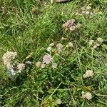 Astrantia major habit picture by Jacques Zuber (cc-by-sa)