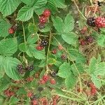 Rubus canadensis habit picture by Filip Arndt (cc-by-sa)