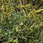 Genista scorpius fruit picture by Maximus Megret (cc-by-sa)