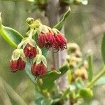 Coriaria myrtifolia flower picture by Pep Sole (cc-by-sa)