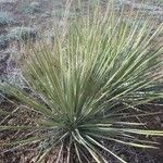 Yucca glauca leaf picture by shannon deguzman (cc-by-sa)