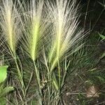 Hordeum jubatum leaf picture by paranoidandroid (cc-by-sa)