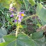 Solanum palinacanthum habit picture by Trap Hers (cc-by-sa)