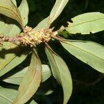 Myrsine coriacea habit picture by Nelson Zamora Villalobos (cc-by-nc)