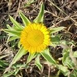 Asteriscus aquaticus flower picture by Mar Amela (cc-by-sa)