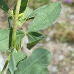 Trifolium spadiceum leaf picture by Llandrich anna (cc-by-sa)