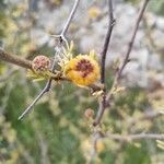 Vachellia farnesiana flower picture by luigi GRECO (cc-by-sa)