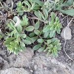 Sedum cepaea habit picture by beurny (cc-by-sa)