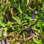 Polygala serpyllifolia leaf picture by Simon Giles (cc-by-sa)