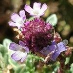 Verbena supina flower picture by joselu_4 (cc-by-sa)