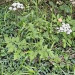 Chaerophyllum temulum habit picture by Jean-Marie Frenoux (cc-by-sa)