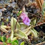 Pinguicula calyptrata habit picture by Fabien Anthelme (cc-by-sa)