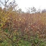 Salix bicolor habit picture by Yoan MARTIN (cc-by-sa)