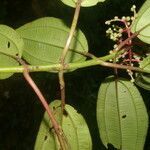 Miconia oinochrophylla leaf picture by Nelson Zamora Villalobos (cc-by-nc)