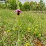 Ophrys fuciflora habit picture by Tomaž Jančar (cc-by-sa)