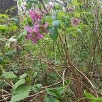 Rubus spectabilis habit picture by Marcel Amsing (cc-by-sa)