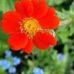 Geum coccineum flower picture by Jani Zadrgal (cc-by-sa)