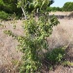 Celtis australis habit picture by Serge Fournier (cc-by-sa)