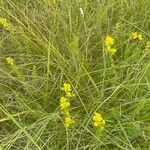 Galium verum habit picture by David Hocken (cc-by-sa)