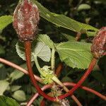 Wercklea insignis fruit picture by Nelson Zamora Villalobos (cc-by-nc)