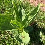 Gentiana lutea leaf picture by Danielle GILL (cc-by-sa)