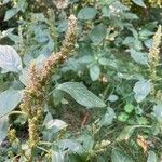 Amaranthus retroflexus fruit picture by Elisa Singer (cc-by-sa)