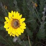 Helianthus petiolaris flower picture by Sid ish (cc-by-sa)