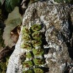 Asplenium trichomanes fruit picture by huy HO (cc-by-sa)