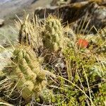 Austrocylindropuntia floccosa leaf picture by Gabriel Ollivier (cc-by-sa)