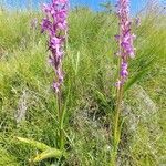 Dactylorhiza elata habit picture by López Javier (cc-by-sa)