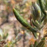 Mutisia ledifolia leaf picture by Fabien Anthelme (cc-by-sa)