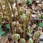 Dryopteris filix-mas flower picture by christ (cc-by-sa)