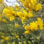 Genista microphylla flower picture by Mirjam Rücke (cc-by-sa)