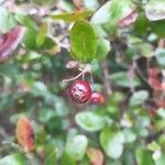 Vaccinium arboreum fruit picture by Eli Small (cc-by-sa)