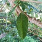 Erythrina fusca leaf picture by Coordination Endemia (cc-by-sa)