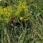 Galium verum habit picture by Giovanni Leonardi (cc-by-sa)