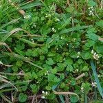 Cochlearia danica habit picture by Pierre LEON (cc-by-sa)