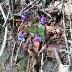 Pulmonaria stiriaca flower picture by Moe Jabu (cc-by-sa)