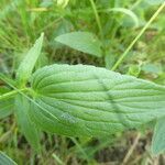 Viola elatior leaf picture by Manon Bounous (cc-by-sa)