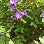 Solanum aviculare flower picture by aaaron aaron (cc-by-sa)