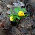 Eranthis hyemalis flower picture by G Ri (cc-by-sa)