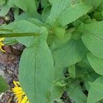 Doronicum austriacum leaf picture by Hugo Hrst (cc-by-sa)