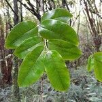 Diospyros borbonica leaf picture by Anziz AHMED ABDOU (cc-by-sa)