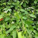 Clematis terniflora habit picture by Matthias Foellmer (cc-by-sa)