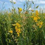 Crotalaria juncea flower picture by Jean-Alain Fontaine (cc-by-sa)