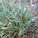 Carex riparia habit picture by claudine labbé (cc-by-sa)