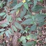 Pavonia sepium habit picture by Trap Hers (cc-by-sa)