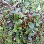 Salix reticulata habit picture by Pietro Brignoli (cc-by-sa)